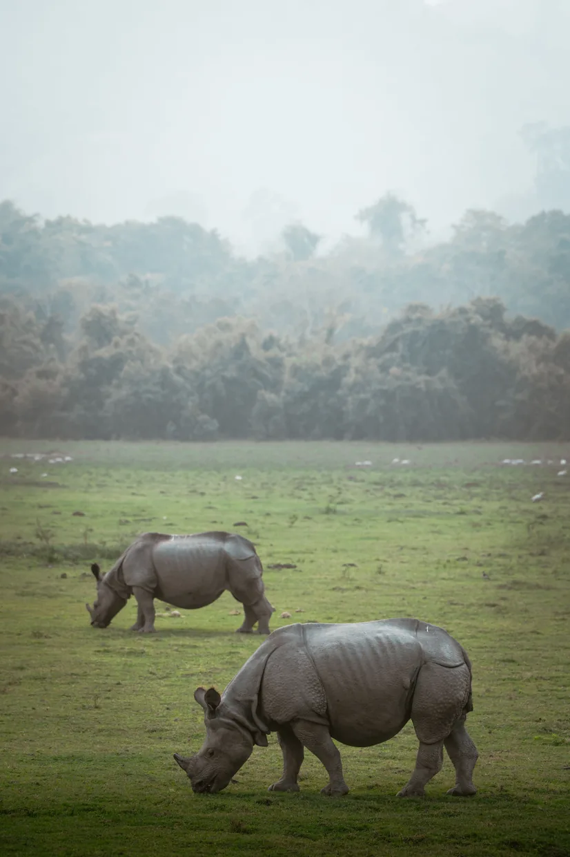One horned rhinos grazing in the grassland at Kaziranga National Park