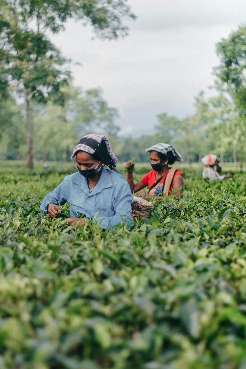Women plucking tea leaves in a tea garden near Jorhat, Assam